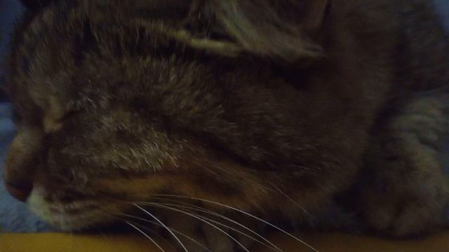 Успокаивающий кошачий звук