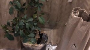 Роза в ноябре / “Юбилей принца Монако ?? ”