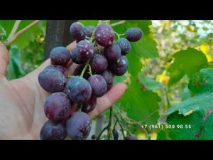 Виноград Памяти учителя  Павловского Е.Г.