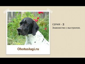 Знакомство собаки с выстрелом - 2 серия