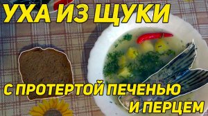 ✔️ Уха из щуки с протертой печенью, жиром и перцем.