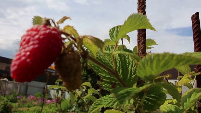 Малина Сиреневый Туман смотреть онлайн