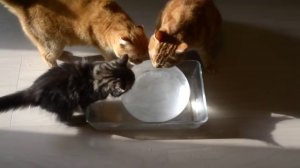 Коты и ледяной шар _ Cats and ice ball