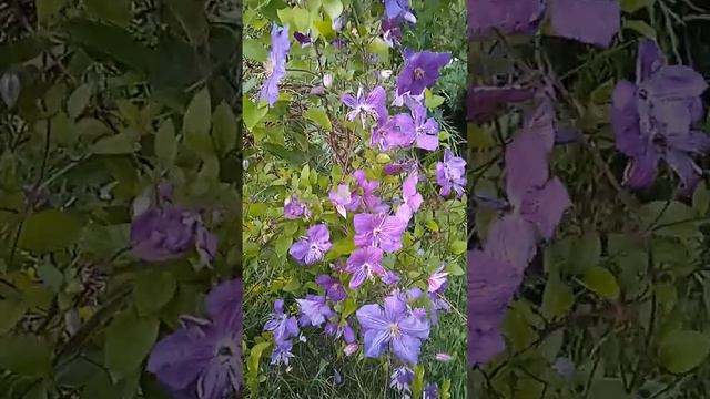 "Арабелла" мой самый первый и стойкий,но любовь не прошла☺️клематис.