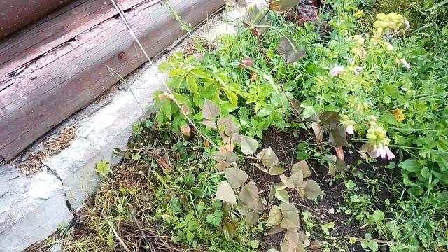 Перед отъездом с дачи. Монарды, розы, флоксы, пруд и так далее. смотреть онлайн