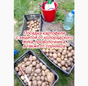Посадка картофеля с защитой от колорадского жука и проволочника, а также от сорняков