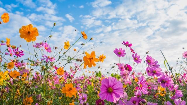 ?Лето, ах, лето!? смотреть онлайн