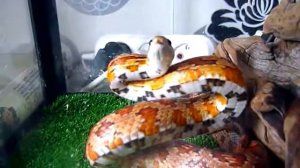 Маисовый полоз