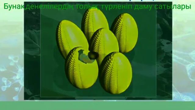 Бунақденелілердің дамуы.