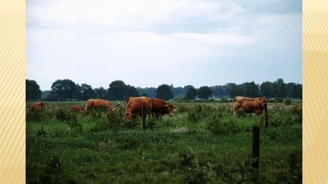 Двое телят у одной коровы-надо ли радоваться? смотреть онлайн