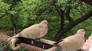 Люди и птицы в большом городе