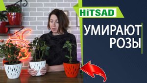 Почему розы умирают  Комнатная роза завяла после покупки