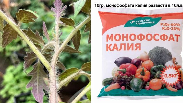 Знала бы раньше про эту подкормку для рассады, рассада всегда была крепкая и не вытягивалась.