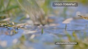 Тестируем Жидкий газон. Программа "Чудо техники"