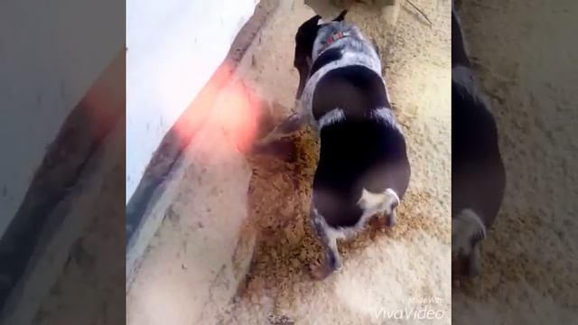 Клип про собак смотреть онлайн