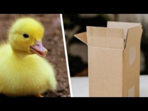 Как упаковать птицу для отправки в другое хозяйство