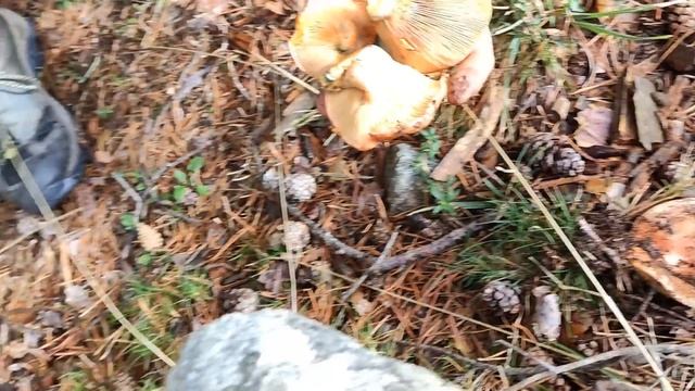 Níscalos XXL Lluvia de Níscalos?, Impresionante!!! смотреть онлайн