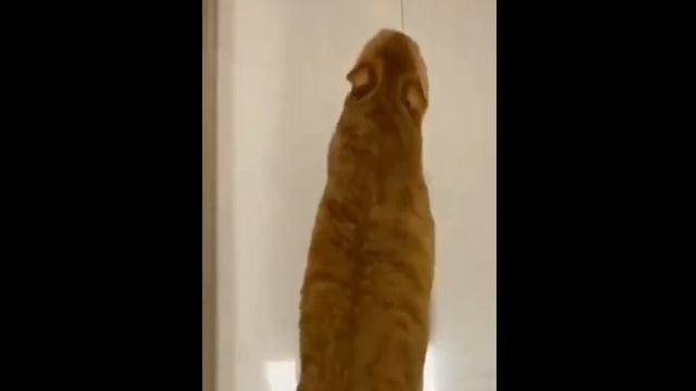 What kind of temperament do you have? | А какой темперамент у вас? смотреть онлайн