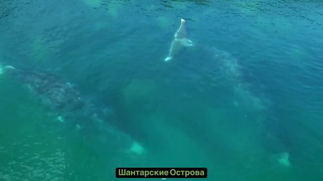 Шантарские Острова  Гренландские киты