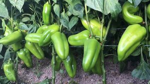 Перец Феррари. Плоды крупные, глянцевые, с шикарным цветом!