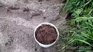 Гребневый способ посадки картофеля