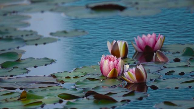 Water Lilies водяные-лилии-лотос-пруд смотреть онлайн
