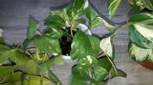 КОМНАТНЫЕ РАСТЕНИЯ.ЛИАНЫ:СЦИНДАПСУСЫ,ЭПИПРЕМНУМЫ,ФИЛОДЕНДРОН.