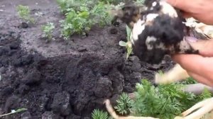 Рокамболь в Сибири