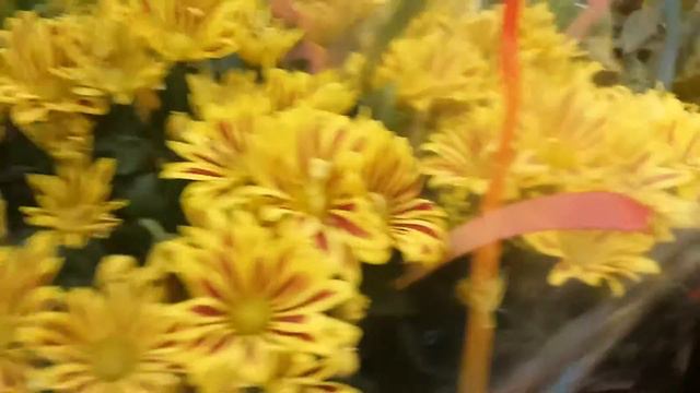 И снова о цветах. В магазине и дома. смотреть онлайн