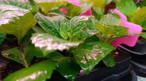 Адаптация укоренённых черенков гортензий.