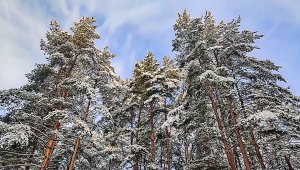 Мартовское утро в парке