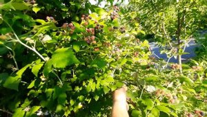 Ежемалина Кумберленд чёрный обзор урожая