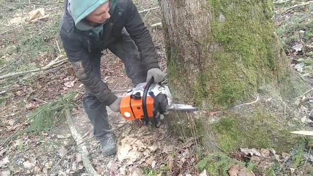 Валка леса, Трелёвка леса. Валим дубы трелевка леса,,, Telling the forest,,, Walz week...