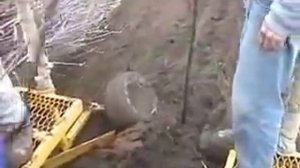 Машина для посадки деревьев Dutchman с работоспособностью 8000+ растений/день