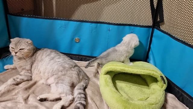 Котёнок просит свободы и пытается выбраться из своего дома