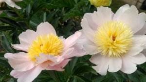 Пион Pink parasol surprise.