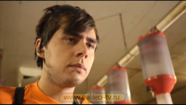 Галилео. Свиноферма