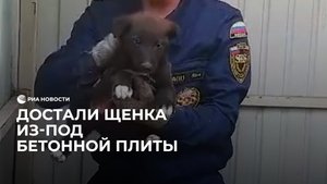 Вытащили щенка из-под бетонной плиты