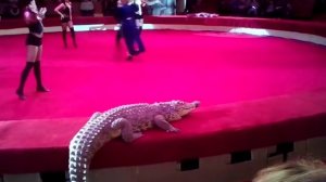 Зрелище - Крокодилы Цирк Харьков 26 декабря 2015 года. Новый год 2016 в цирке