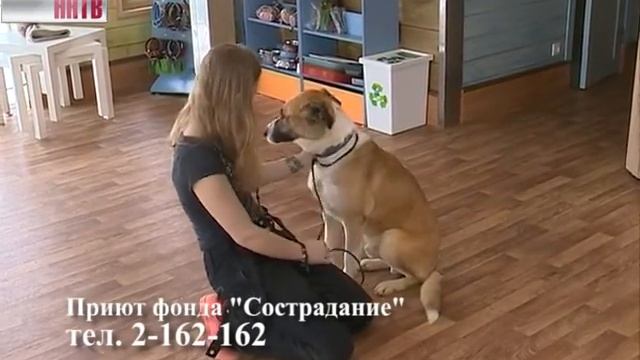 «Ищу хозяина»: каждую пятницу мы рассказываем о питомцах приюта «Сострадание» смотреть онлайн