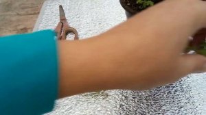 Что можно сделать с пеларгонией если жалко выкинуть