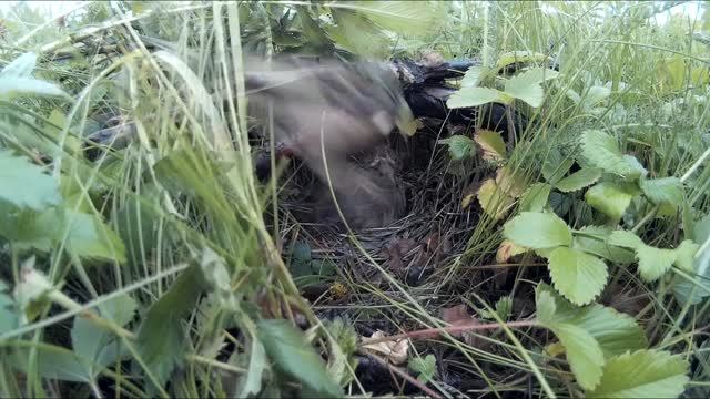 Жизнь белой трясогузки