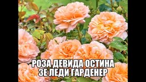 Роза Девида Остина Зе Леди Гарденер