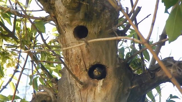 Скворцы на нашей даче смотреть онлайн