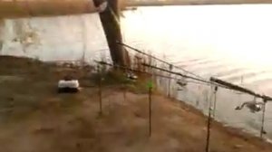 ловля карпа  весной в краснодарском крае часть 1
