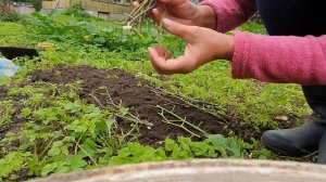 Живая изгородь из спиреи, дёрена, липы. Черенкование и посадка