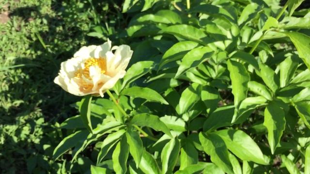 Пион SUNNY GIRL/Санни Гел смотреть онлайн