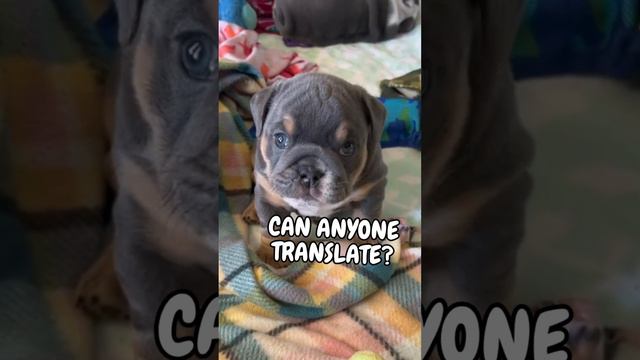 CAN ANYONE TRANSLATE? смотреть онлайн