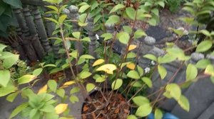 Обрезка гортензий влияет на размер соцветий. Фрайз Мельба