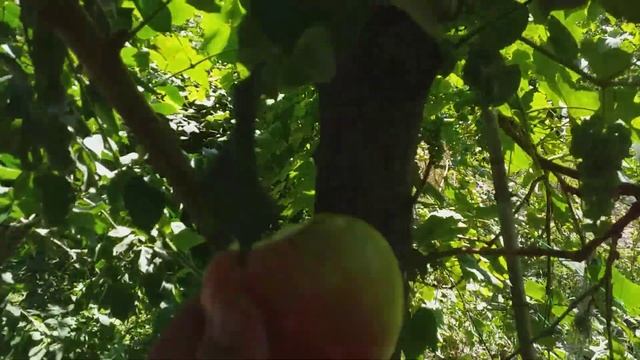 Яблоня сорт летний Грушовка Московская смотреть онлайн